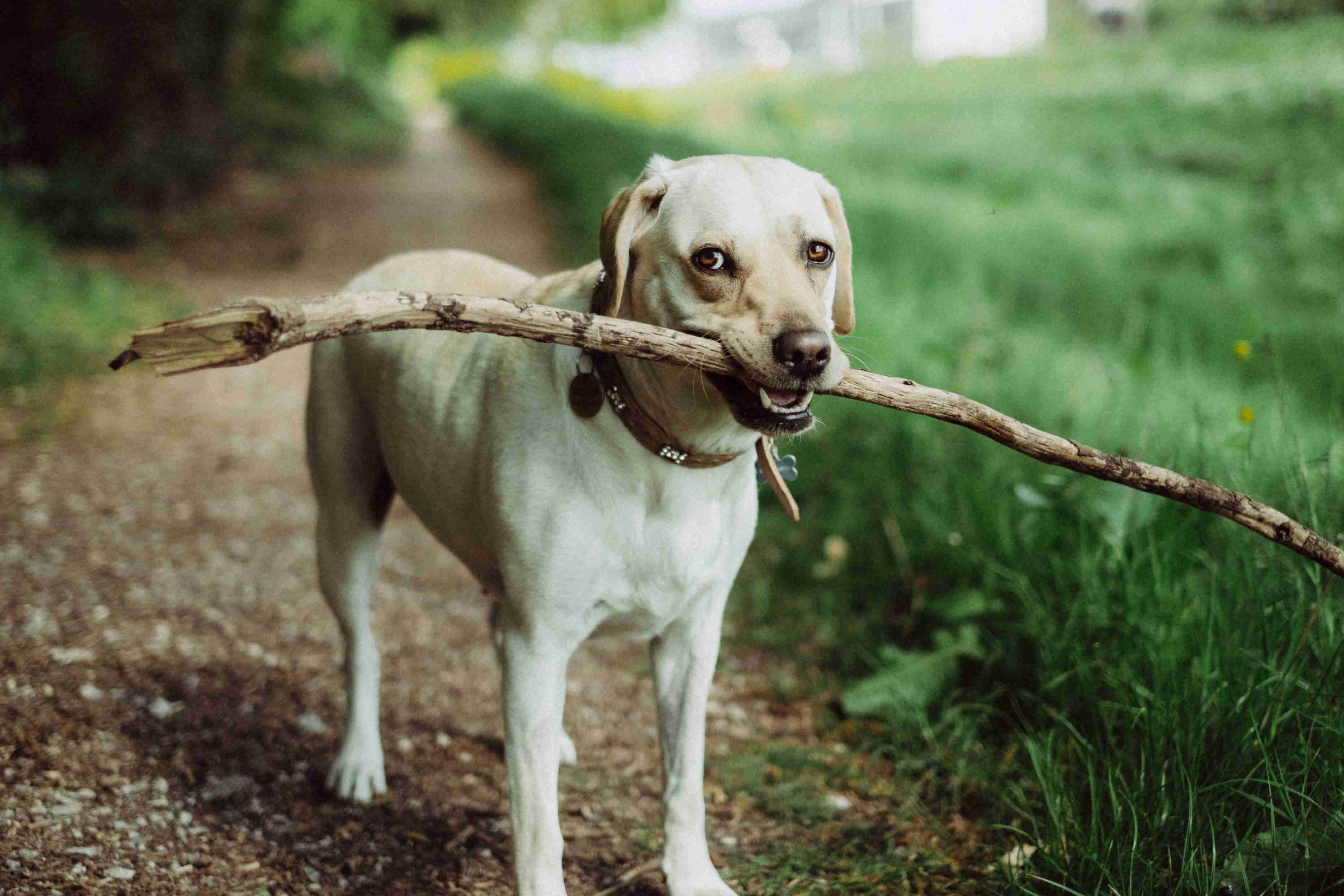 Silencing the Barks: Effective Ways to Manage Your Labrador Retriever's Natural Vocalization Tendency